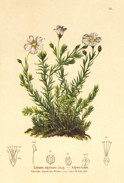 Len vytrvalý (Alpenum, Linum perenne) od German School