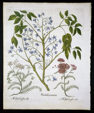 Perský šeřík neboli Pride of India a Achillea Millefolium (Soldiers Woundwort) deska 136 z Hortus Eystettensis od Basila Beslera (1561-1629) hospoda 1613 (ručně kolorovaná rytina) od German School