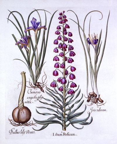 Perská lilie a kosatce, od Hortus Eystettensis, Basil Besler (1561-1629), hospoda. 1613 (ručně kolorovaná rytina) od German School