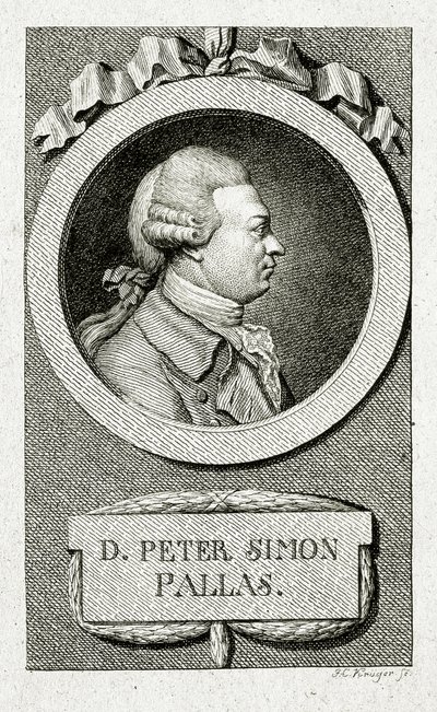 Petr Šimon Pallas. (1741 – 1811) (Čárová rytina) od German School