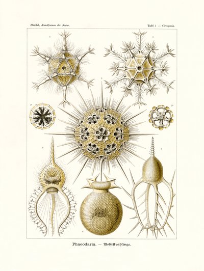 Phaeodaria, 1899-1904 od German School