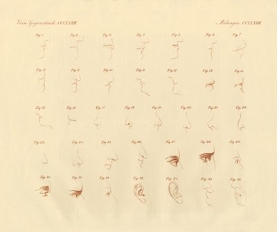 Fyziomické vyjádření smyslového orgánu a připojených částí (barevné rytí) od German School