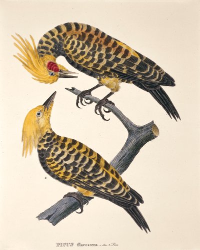 Picus Flavescens, z „Avium Species Nova Per Brasiliam“ od Johanna Baptista von Spixe a Carla Friedricha von Martiuse od German School