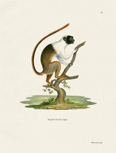 Pied Tamarin (barevná rytina) od German School