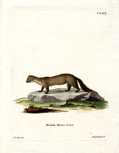 Pine Marten (barevná rytina) od German School