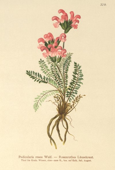 Všivec růžový (Pedicularis rosea) od German School