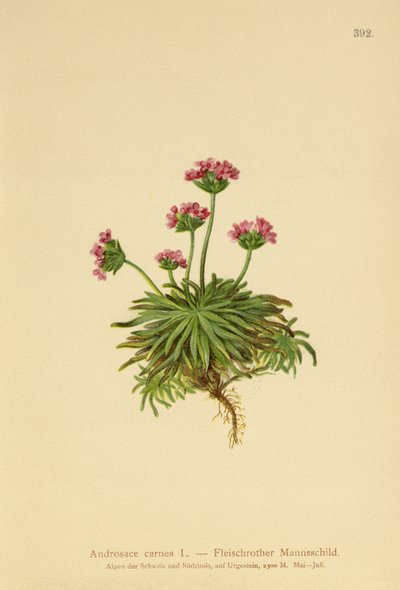Pink Rock Jasmine (Androsace carnea) od German School