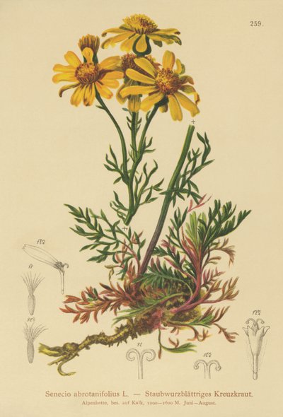 Starček zpeřený (Senecio abrotanifolius, Jacobaea abrotanifolia) od German School