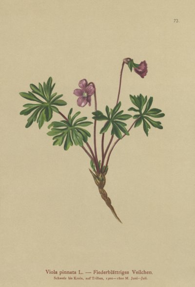 Zpeřená fialka (Viola pinnata) od German School