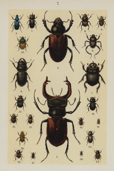 Talíř z The Young Beetle-Collector