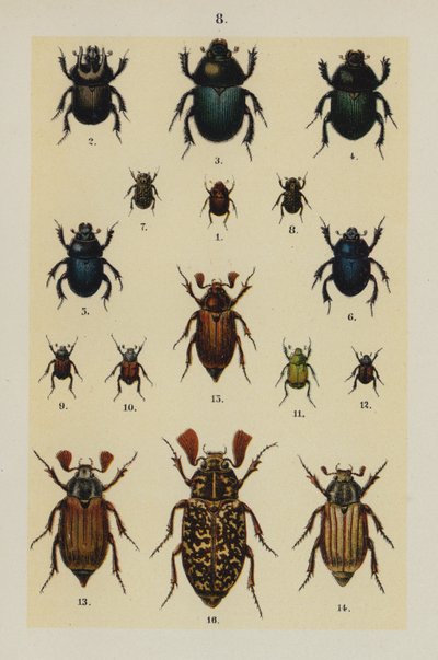 Talíř z The Young Beetle-Collector