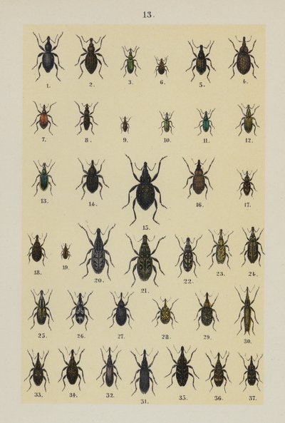 Talíř z The Young Beetle-Collector