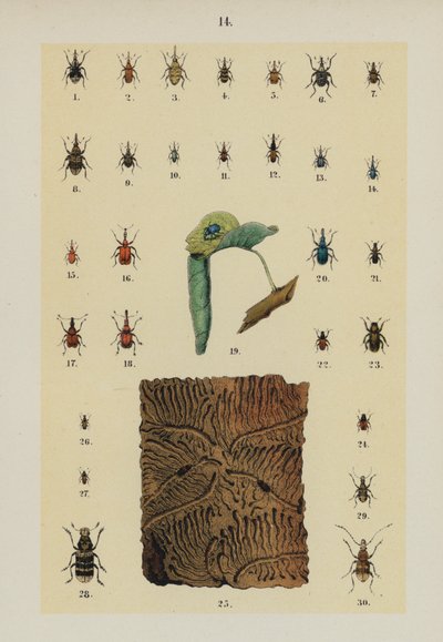 Talíř z The Young Beetle-Collector