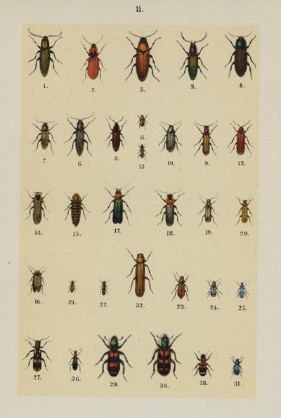 Talíř z The Young Beetle-Collector