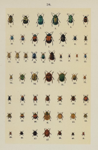 Talíř z The Young Beetle-Collector