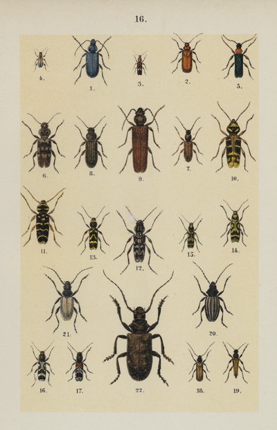 Talíř z The Young Beetle-Collector