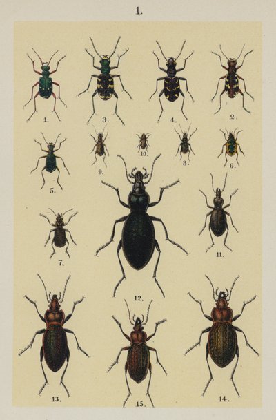 Talíř z The Young Beetle-Collector