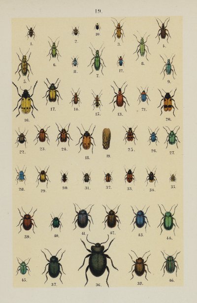 Talíř z The Young Beetle-Collector