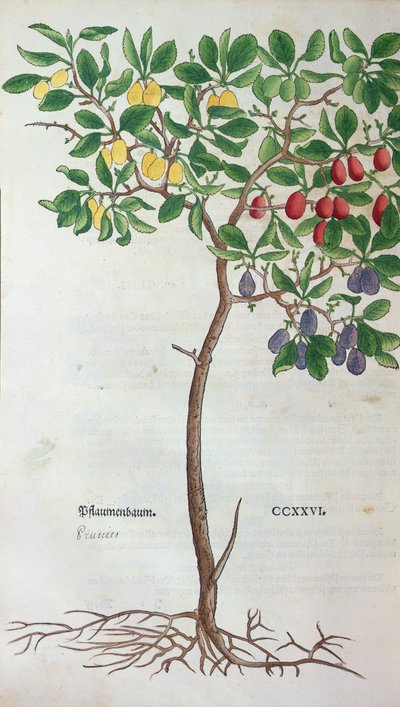 Švestka, botanická deska z Herbáře od Leonharta Fuchse (1501-66), vydaného v Basileji, 1543 od German School
