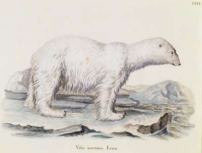 Lední medvěd (Ursus maritimus), ze Savců ilustrovaných z přírody s popisy, Johann Christian Daniel von Schreber (1739-1810), rytina IC Bock podle kresby Marechala, svazek 3, tabulka 141, Německo od German School