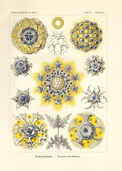 Polycytaria od German School