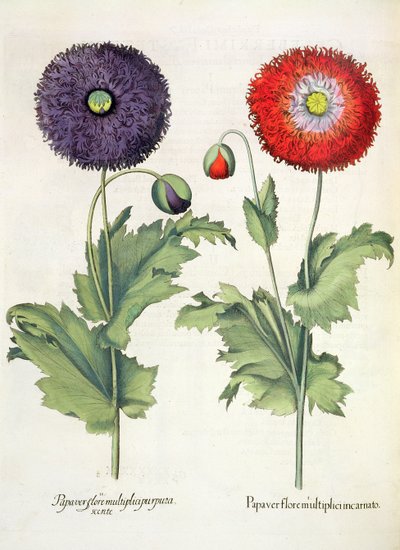 Vlčí máky: 1. Vlčí mák ve vícekvětém vtělení; 2. Květ papaveru z Hortus Eystettensis od Basila Beslera (1561-1629), hospoda. 1613 od German School