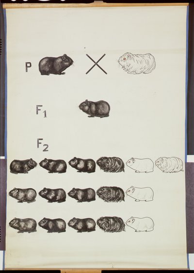 Plakát demonstrující Mendelsův zákon na morčatech od German School