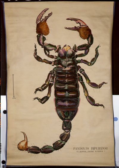 Plakát Pandinus imperator od German School