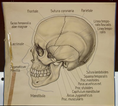 Plakát bočního pohledu na lidskou lebku od German School