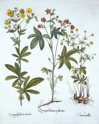 Potentillas, od Hortus Eystettensis, od Basila Beslera (1561-1629), pub. 1613 (ručně kolorovaná rytina) od German School