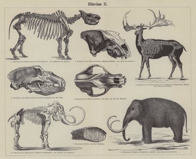 Prehistorická zvířata (rytina) od German School