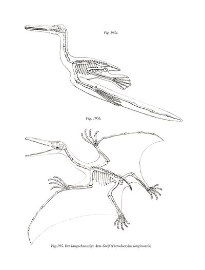 Pterodaktyl (barevné lito) od German School