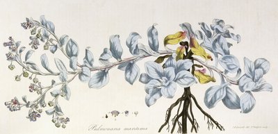 Pulmonaria Maritima, 1785-1788 od German School