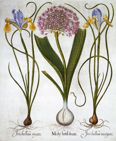 Purple Sensation a španělské kosatce, od Hortus Eystettensis, Basil Besler (1561-1629), hospoda. 1613 (ručně kolorovaná rytina) od German School