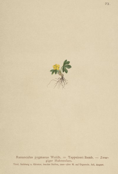 Pygmy Buttercup (Ranunculus pygmaeus, Ranunculus tappeineri, Ranunculus baerianus, Ranunculus pygmaeus var. Langeanu) od German School