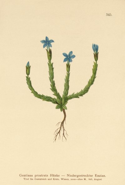 Hořec zakrslý (Gentiana prostrata) od German School