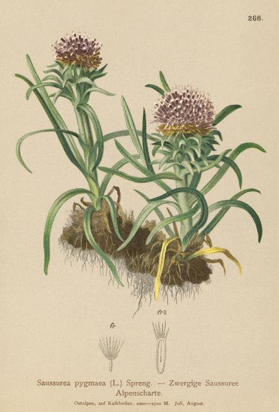 Pygmy Saussurea (Saussurea pygmaea) od German School