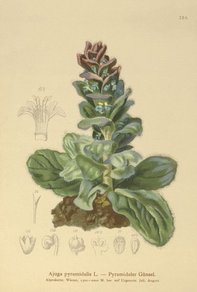 Pyramidální polnice (Ajuga pyramidalis) od German School