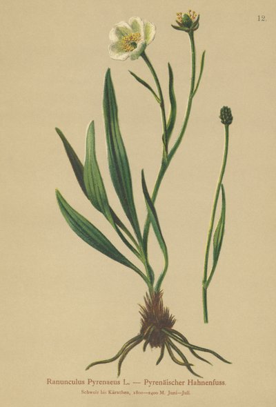 Vranovník pyrenejský (Ranunculus Pyrenaeus) od German School