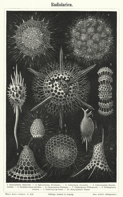 Radiolaria (rytina) od German School