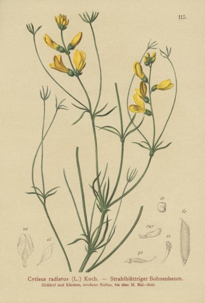 metlička paprsčitá (Cytisus radiatus, Cytisanthus radiatus, Genista radiata) od German School