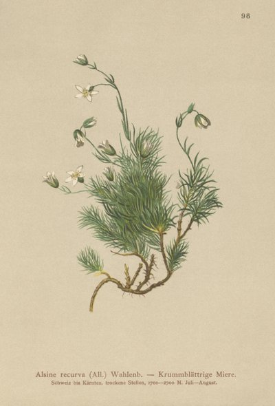 Sandwort znovu zakřivený (Alsine recurva, Minuartia recurva) od German School