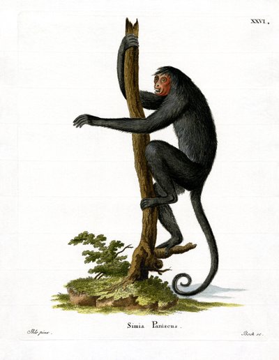 Spider Monkey červenolící (barevná rytina) od German School