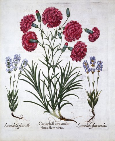 Červený karafiát a levandule, od Hortus Eystettensis, Basil Besler (1561-1629), hospoda. 1613 (ručně kolorovaná rytina) od German School