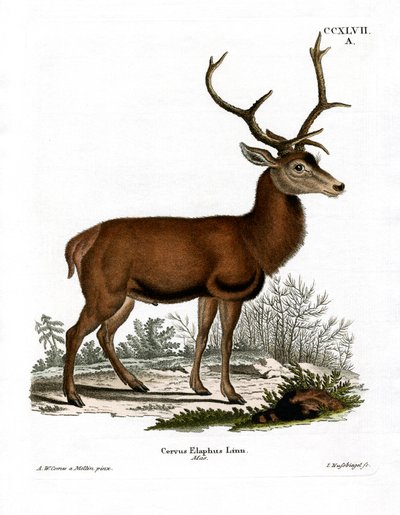 Red Deer (barevné rytí) od German School