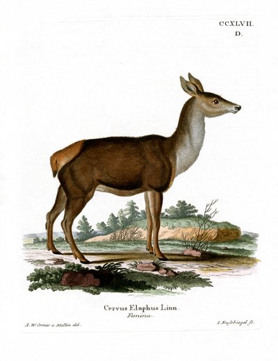 Red Deer (barevné rytí) od German School