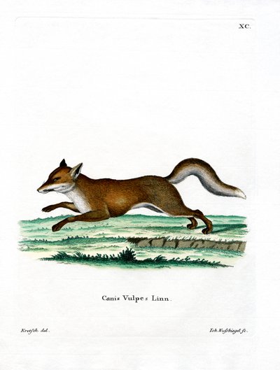 Red Fox (barevné rytí) od German School