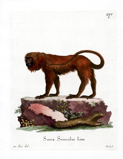 Red Howler (barevná rytina) od German School