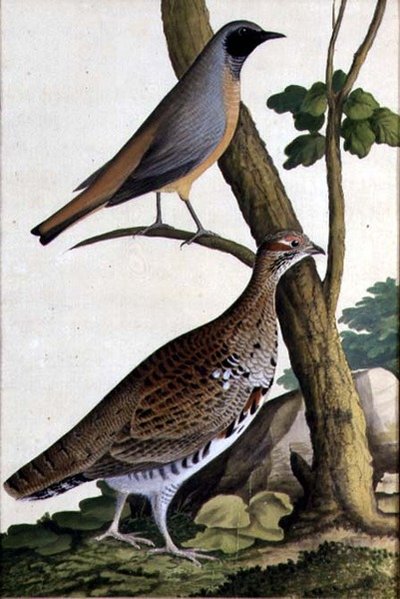 Redstart (Phoenicurus phoenicurus) a Hazel Hen, kolem 1740 (akvarel na papíře) od German School