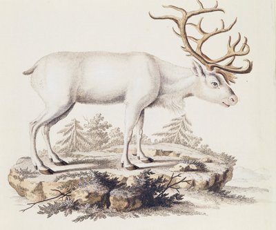 Sob (Cervus tarandus), od savců ilustrovaný z přírody s popisy, od Johanna Christiana Daniela von Schreber (1739-1810), rytina I Nufsbiegel, svazek 5, tabulka 248-C, Německo od German School
